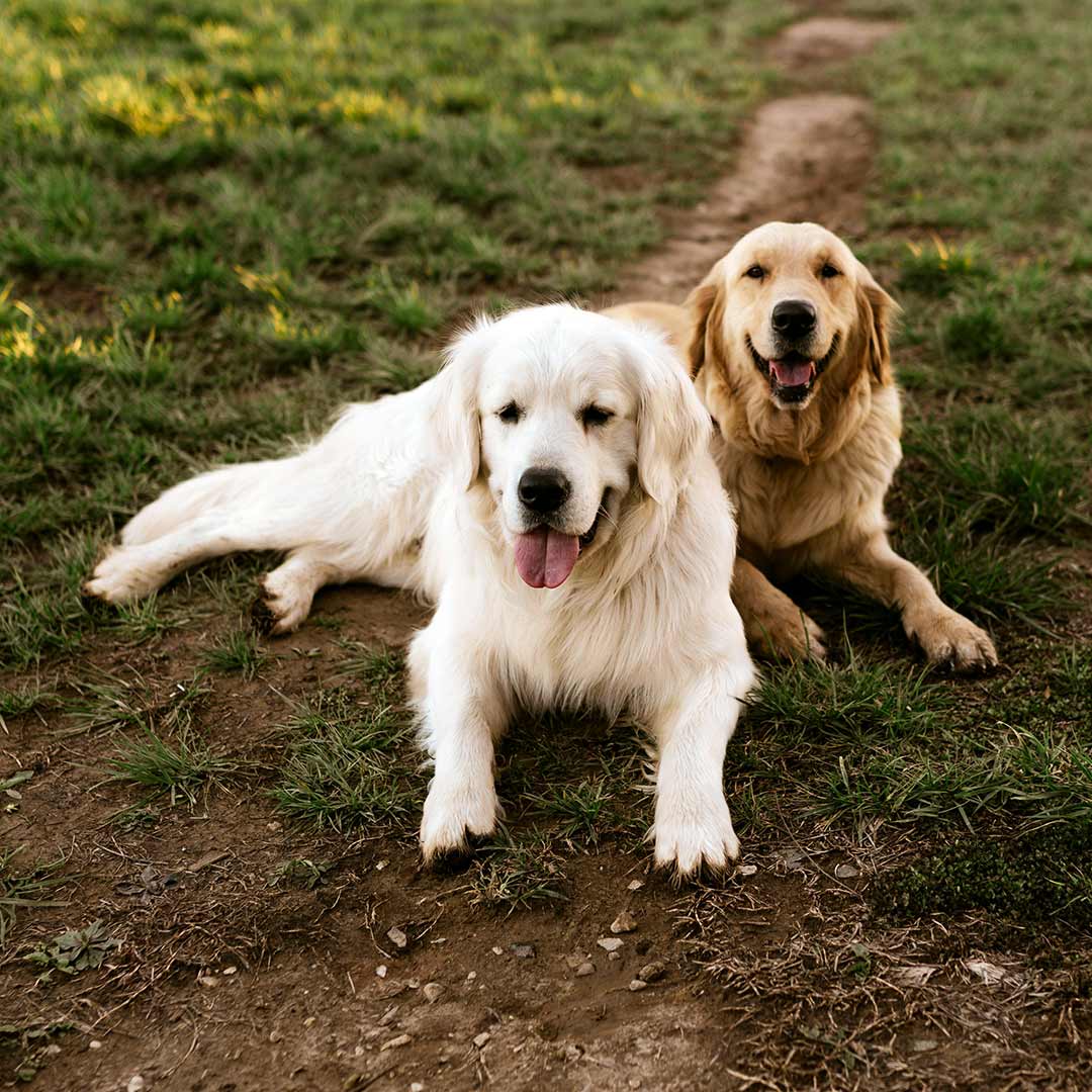 Köpek Kreşi