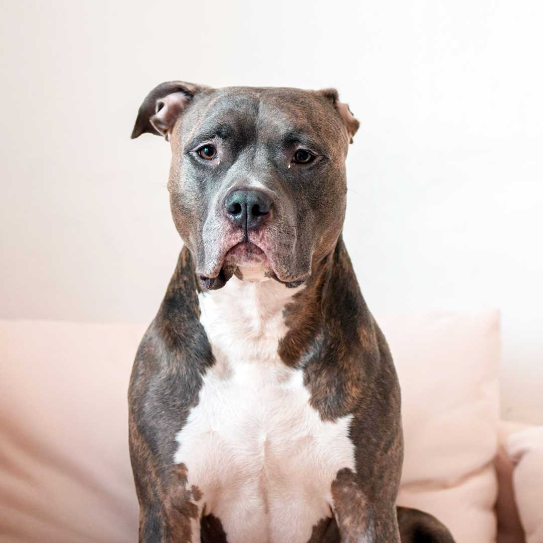 Köpek Pansiyonu