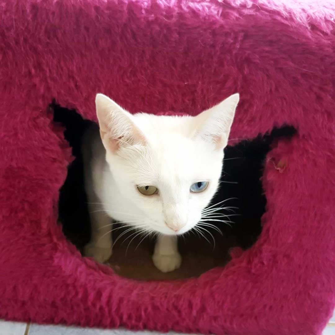 Kedi Oteli