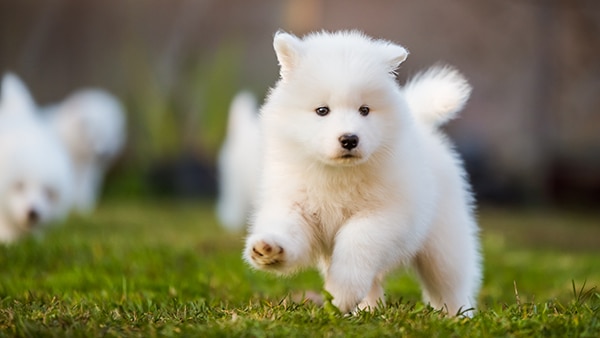 Neşeli Köpek Kreşi
