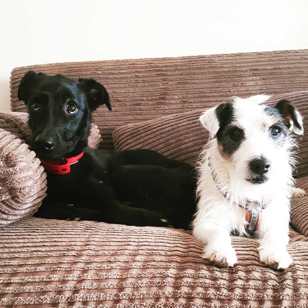 Köpek Kreşi