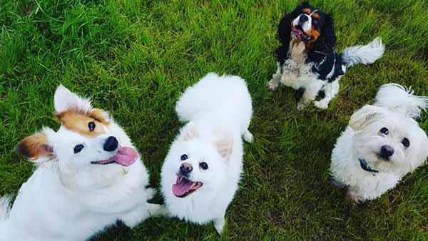 Neşeli Köpek Oteli Neşeli Köpek Oteli