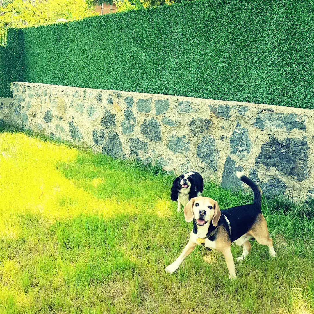 Köpek Oteli