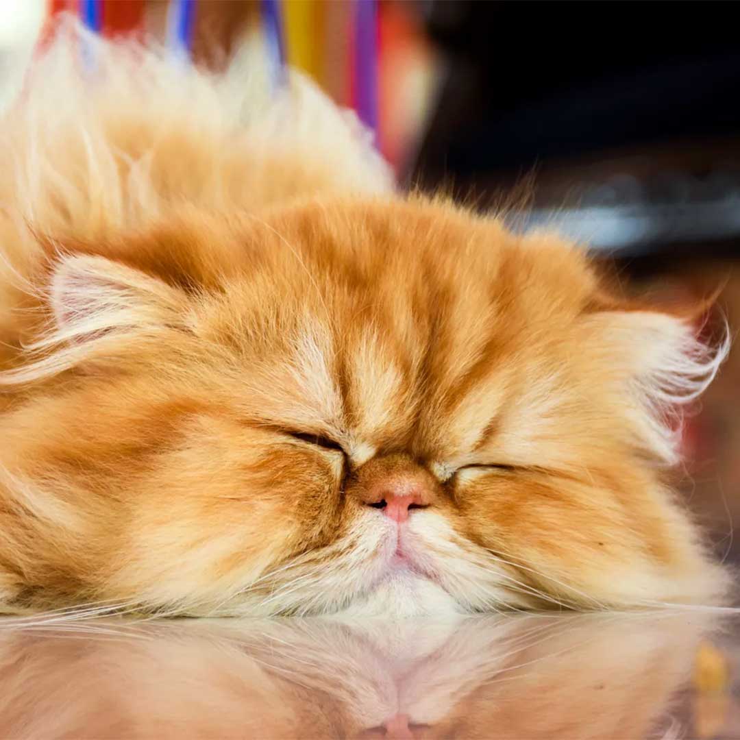 Neşeli Kedi Oteli