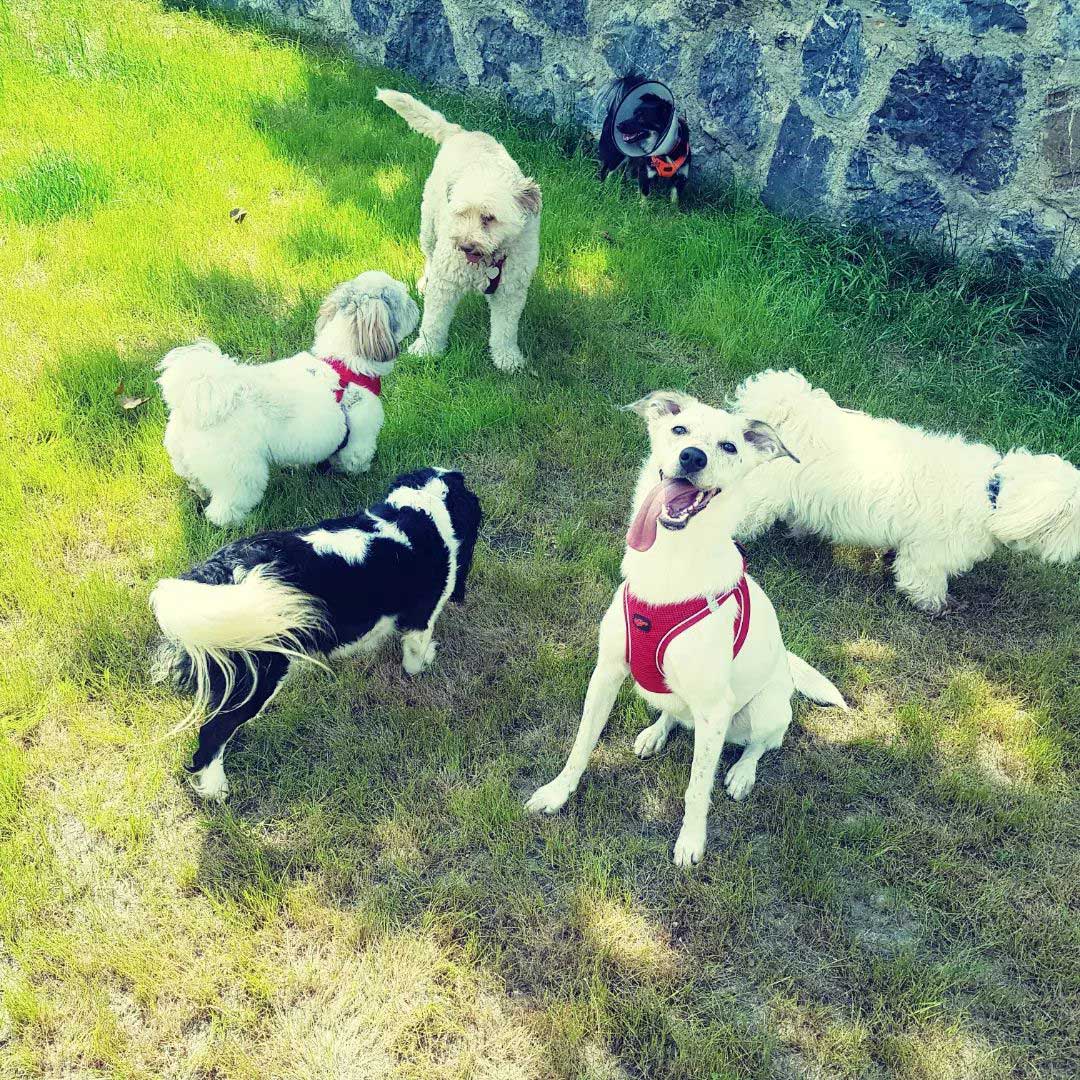 Neşeli Pet Otel